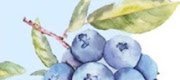 Hiệu Ứng Mèo Bị Bỏ Rơi